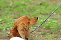 DoggyPark_C-313_thumb.png