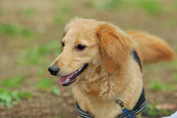DoggyPark_C-314.jpg