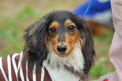 DoggyPark_C-315.jpg