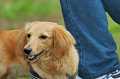 DoggyPark_C-316_thumb.png