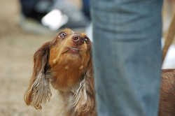 DoggyPark_C-317.jpg