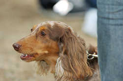 DoggyPark_C-318.jpg