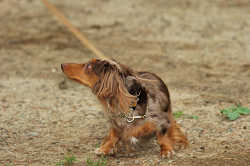 DoggyPark_C-319.jpg
