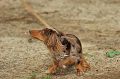 DoggyPark_C-319_thumb.png