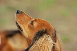 DoggyPark_C-320.jpg