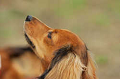 DoggyPark_C-320_thumb.png