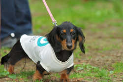 DoggyPark_C-321.jpg