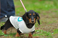 DoggyPark_C-321_thumb.png