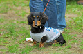 DoggyPark_C-322_thumb.png