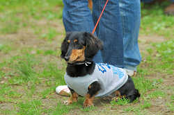 DoggyPark_C-323.jpg