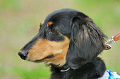 DoggyPark_C-324_thumb.png