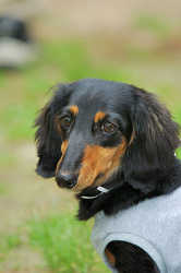 DoggyPark_C-325.jpg