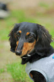 DoggyPark_C-326_thumb.png