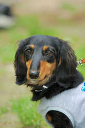 DoggyPark_C-327.jpg