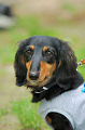 DoggyPark_C-327_thumb.png