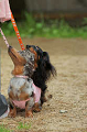 DoggyPark_C-328_thumb.png