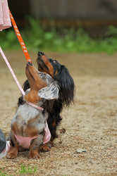 DoggyPark_C-329.jpg