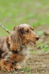 DoggyPark_C-330.jpg
