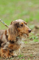 DoggyPark_C-330_thumb.png