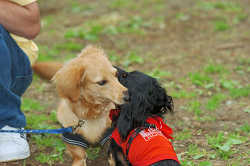 DoggyPark_C-331.jpg