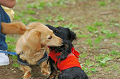 DoggyPark_C-332_thumb.png