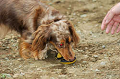 DoggyPark_C-333_thumb.png