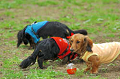 DoggyPark_C-334_thumb.png