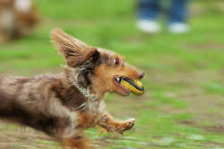 DoggyPark_C-335.jpg
