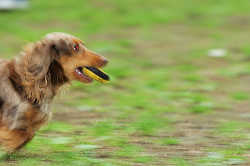 DoggyPark_C-336.jpg