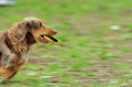 DoggyPark_C-336_thumb.png