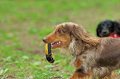 DoggyPark_C-337_thumb.png