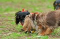 DoggyPark_C-338_thumb.png