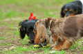 DoggyPark_C-339_thumb.png