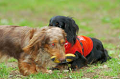 DoggyPark_C-340_thumb.png