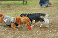 DoggyPark_C-341_thumb.png