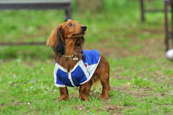 DoggyPark_C-342.jpg