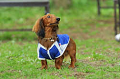 DoggyPark_C-342_thumb.png