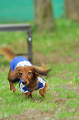 DoggyPark_C-343_thumb.png