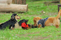 DoggyPark_C-344_thumb.png