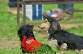 DoggyPark_C-345_thumb.png