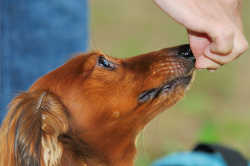 DoggyPark_C-346.jpg