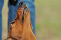 DoggyPark_C-347_thumb.png