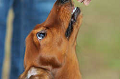 DoggyPark_C-348_thumb.png