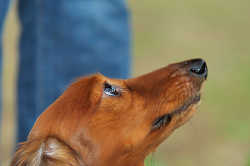 DoggyPark_C-349.jpg