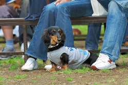 DoggyPark_C-350.jpg