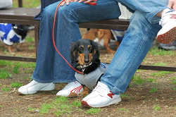 DoggyPark_C-351.jpg