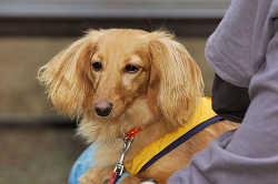 DoggyPark_C-352.jpg
