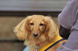 DoggyPark_C-353.jpg