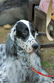 DoggyPark_C-354_thumb.png