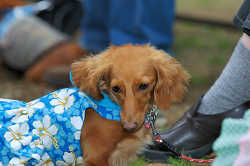 DoggyPark_C-355.jpg